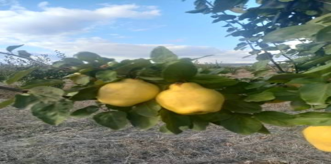 Land For Sale In Malkara - Tekirdag