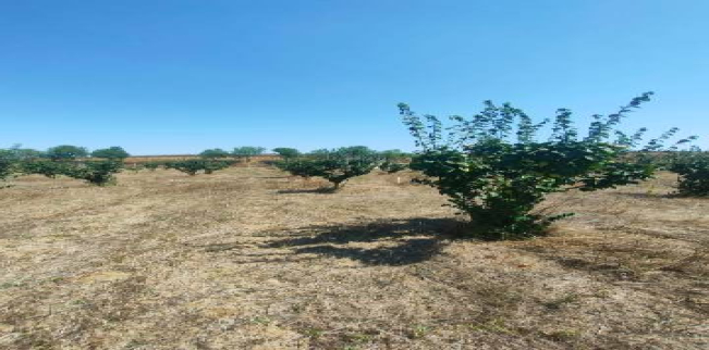 Land For Sale In Malkara - Tekirdag