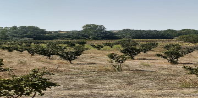 Land For Sale In Malkara - Tekirdag