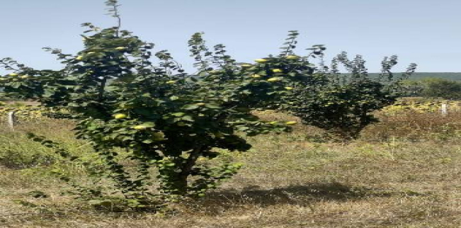 Land For Sale In Malkara - Tekirdag