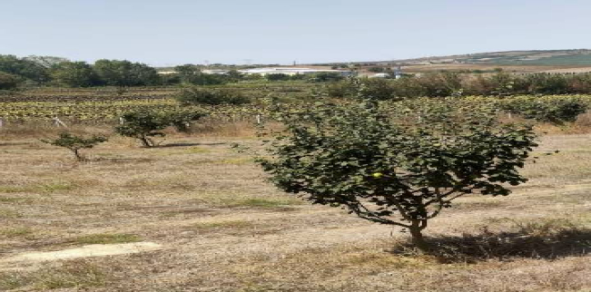 Land For Sale In Malkara - Tekirdag